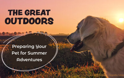 The Great Outdoors – Preparing Your Pet for Summer Adventures