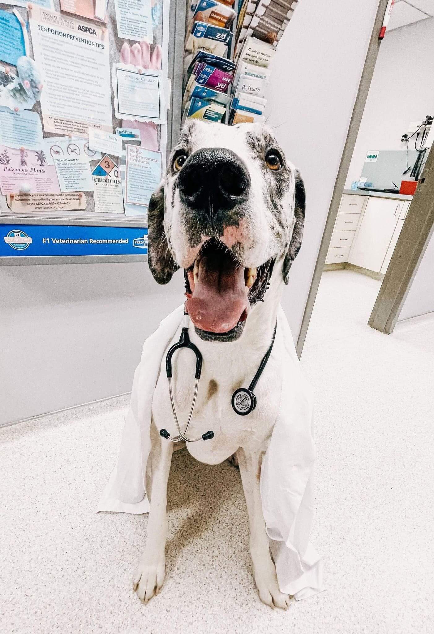 Doctor Moose