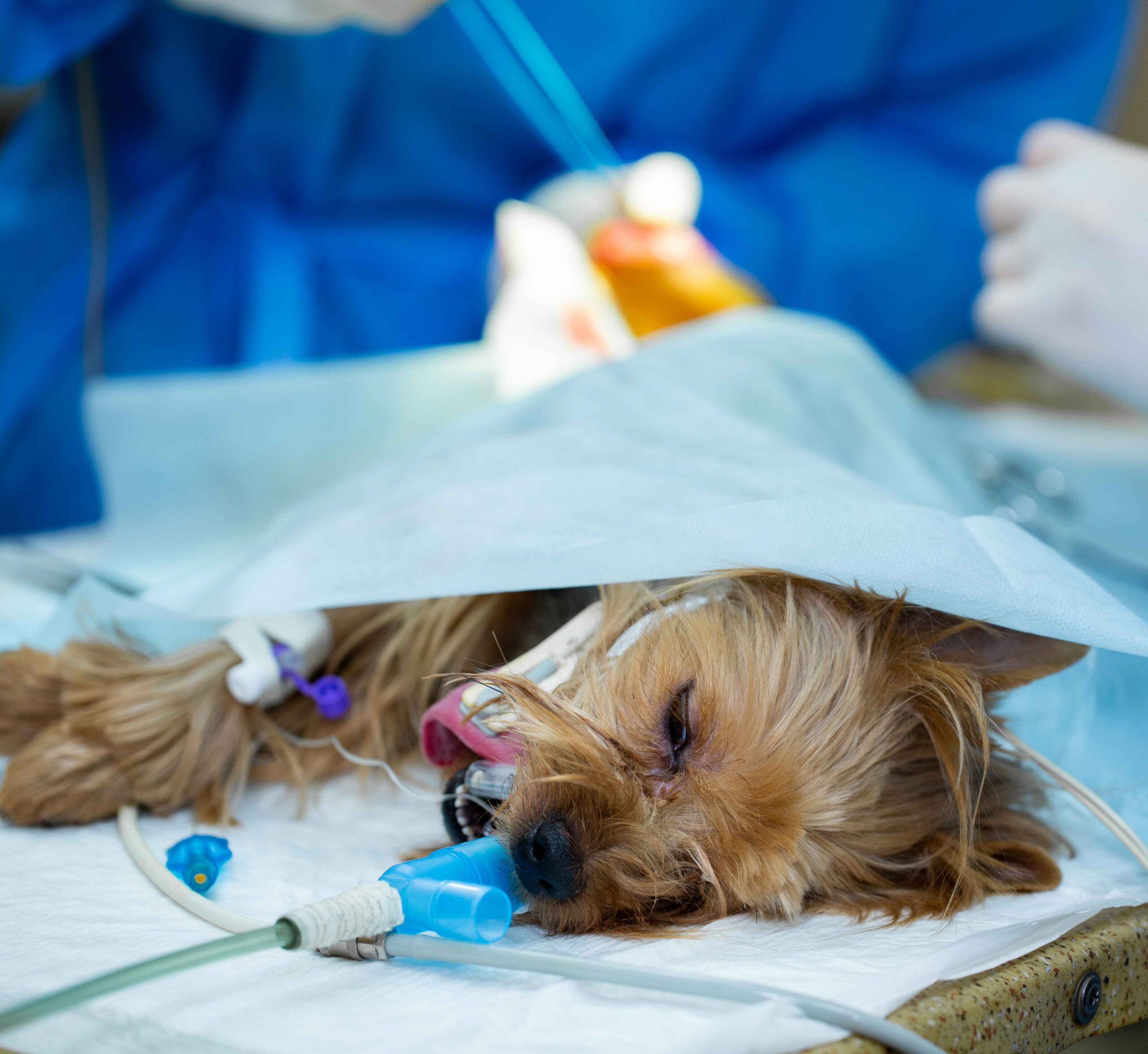 Veterinary Services New Photo